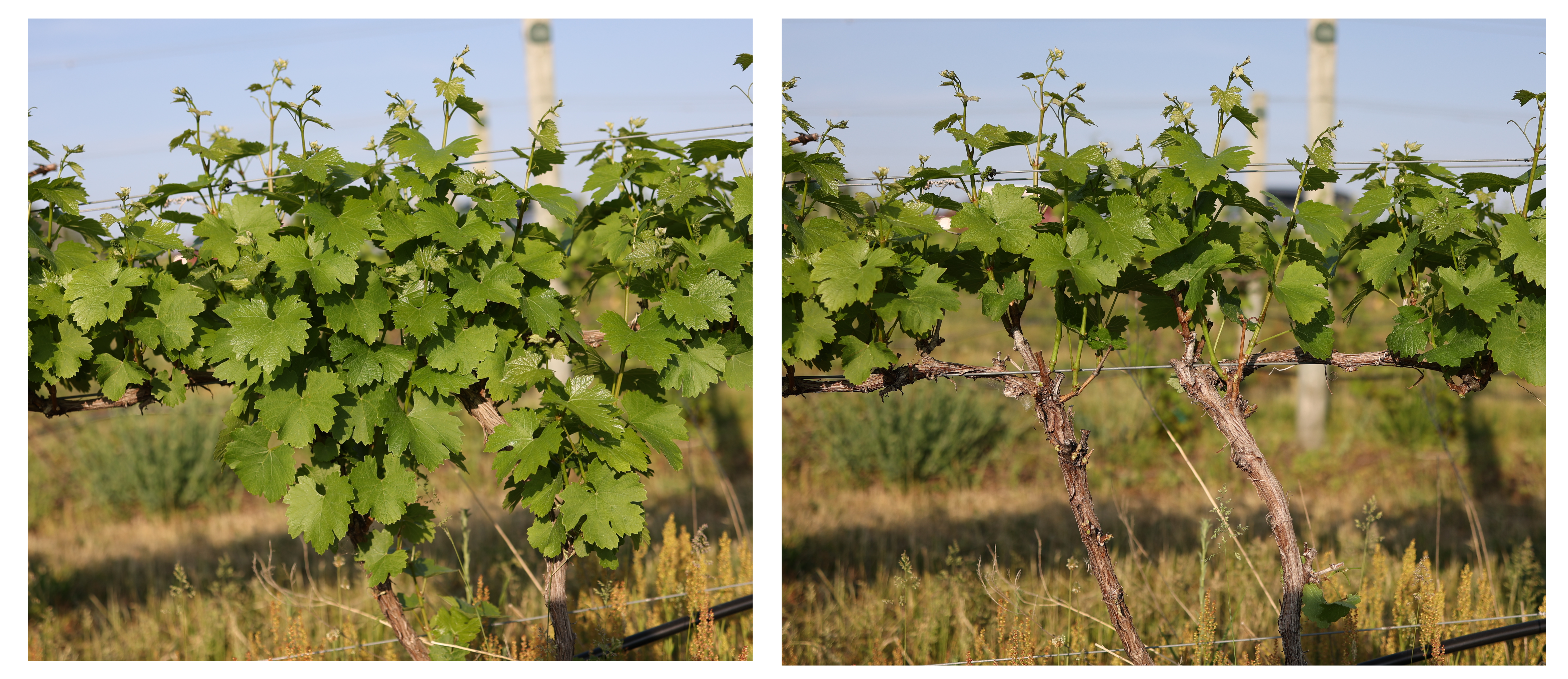 Grape canopies.